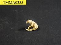 藏品(白腹鼠屬頭骨)的圖片